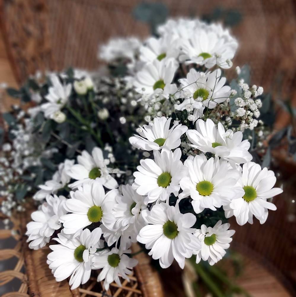 Ramo Daisy Lorea – floristeria online