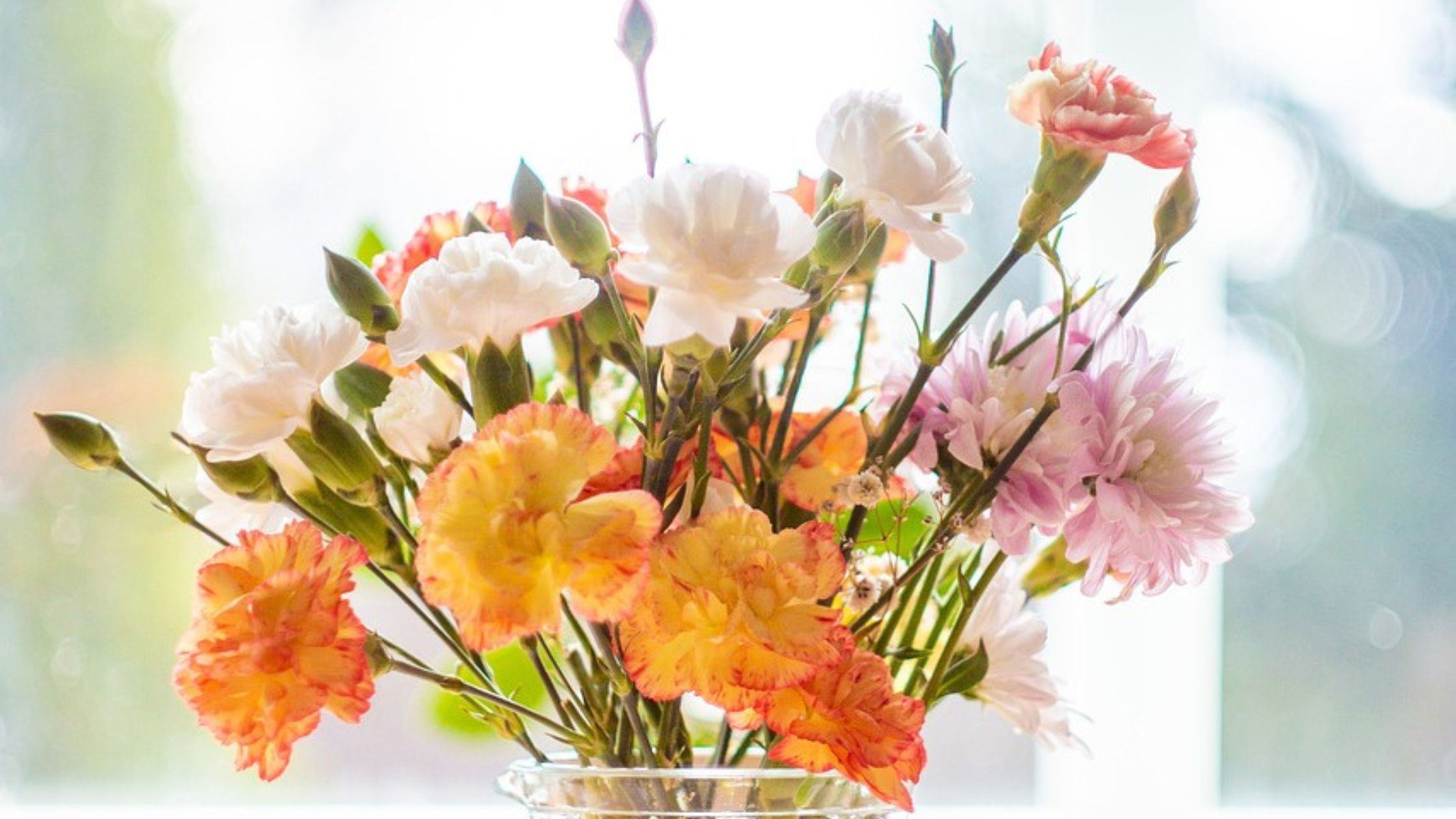 cómo cuidar plantas