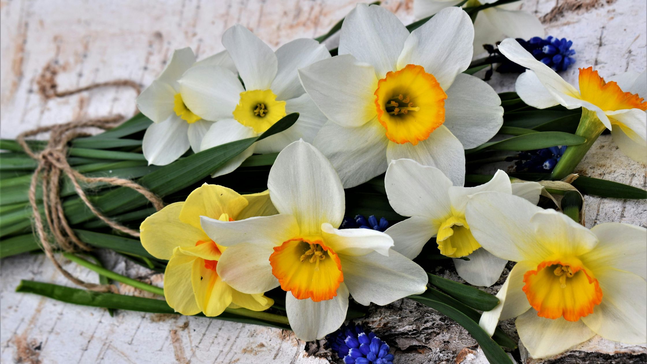 flores más resistentes