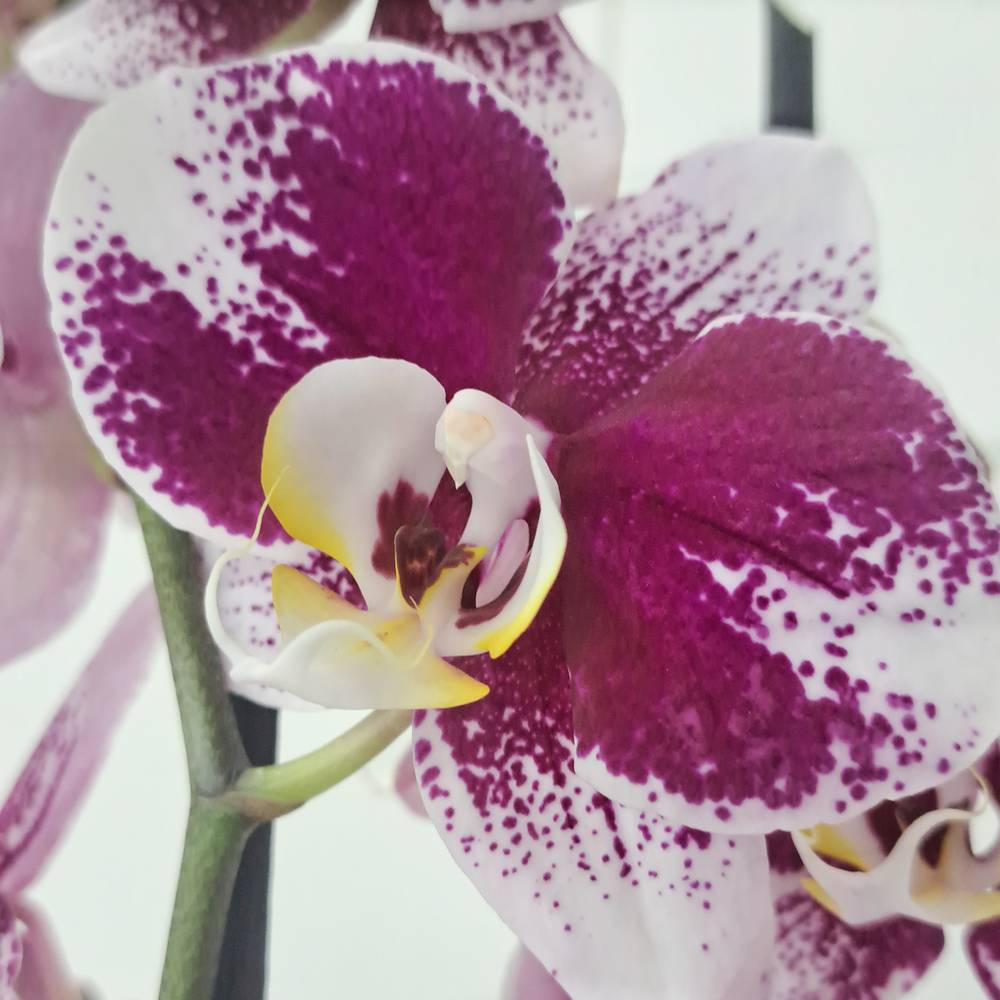 Orquídea Mesissa en maceta de cristal lavanda - Imagen 3