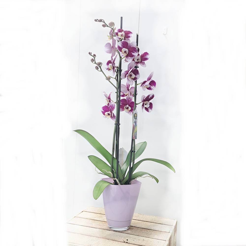 Orquídea Mesissa en maceta de cristal lavanda