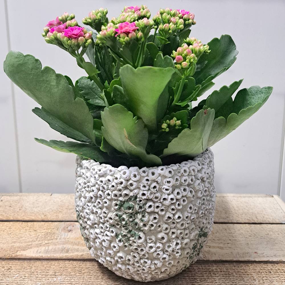 Kalanchoe en maceta Koral