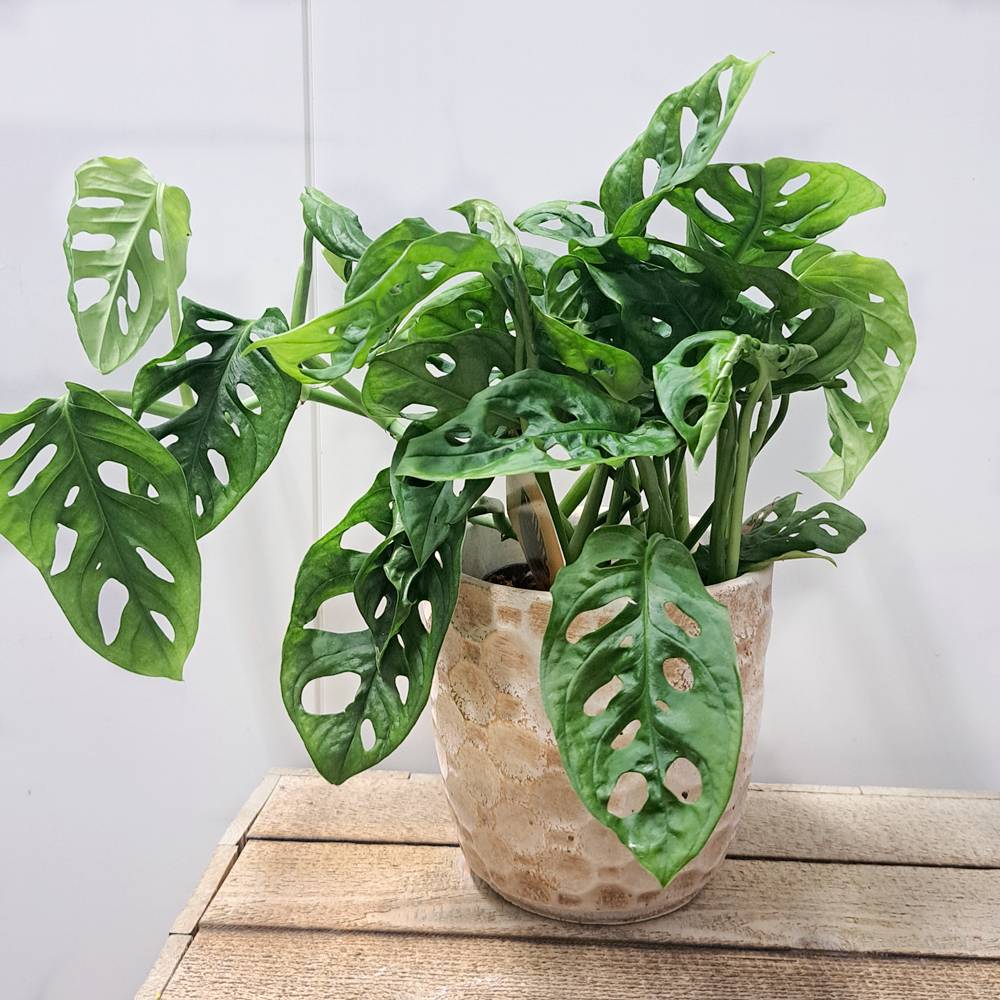 Monstera monkey en maceta Eskata
