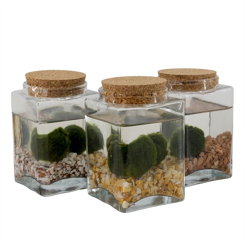 Marimo. Alga decorativa. - Imagen 3