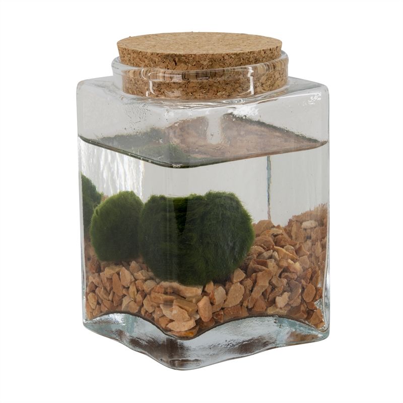 Marimo. Alga decorativa.