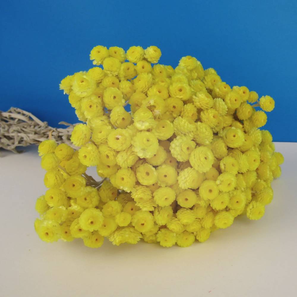 Ramo de siemprevivas, Luma - Imagen 2