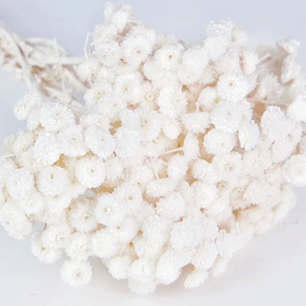 Ramo de siemprevivas, Luma - Imagen 3