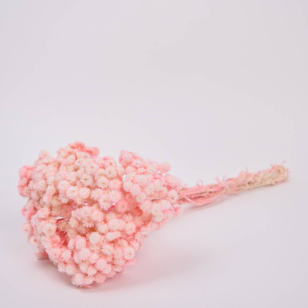 Ramo de siemprevivas, Luma