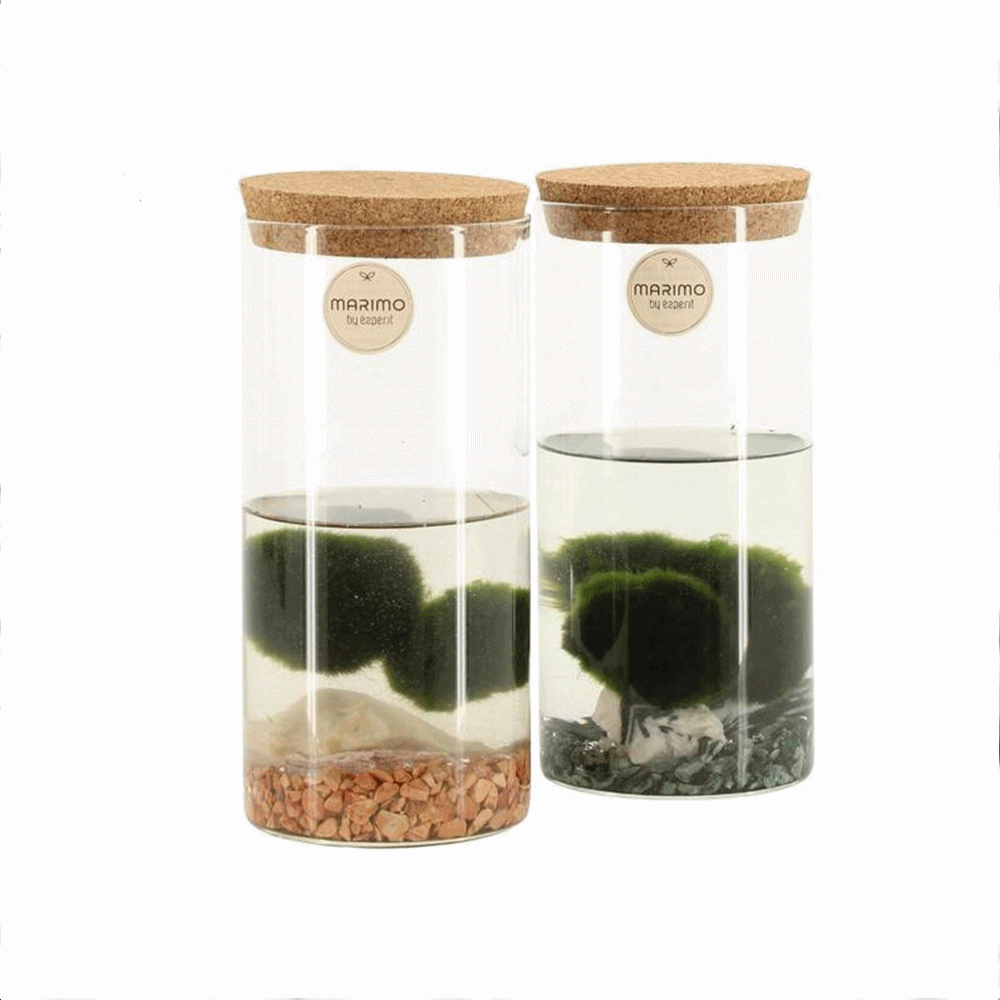 Marimo. Alga decorativa. - Imagen 4