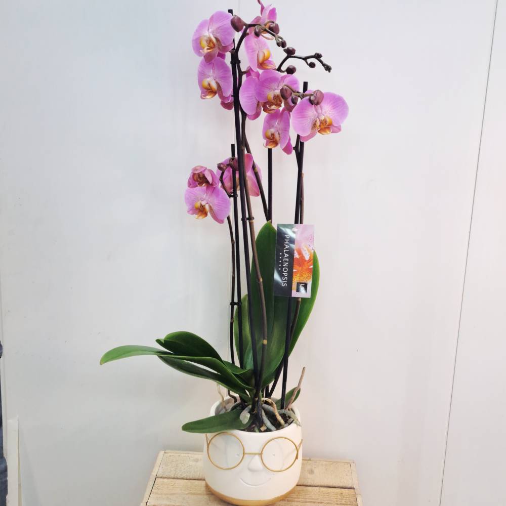 Orquídea Phala grande con maceta