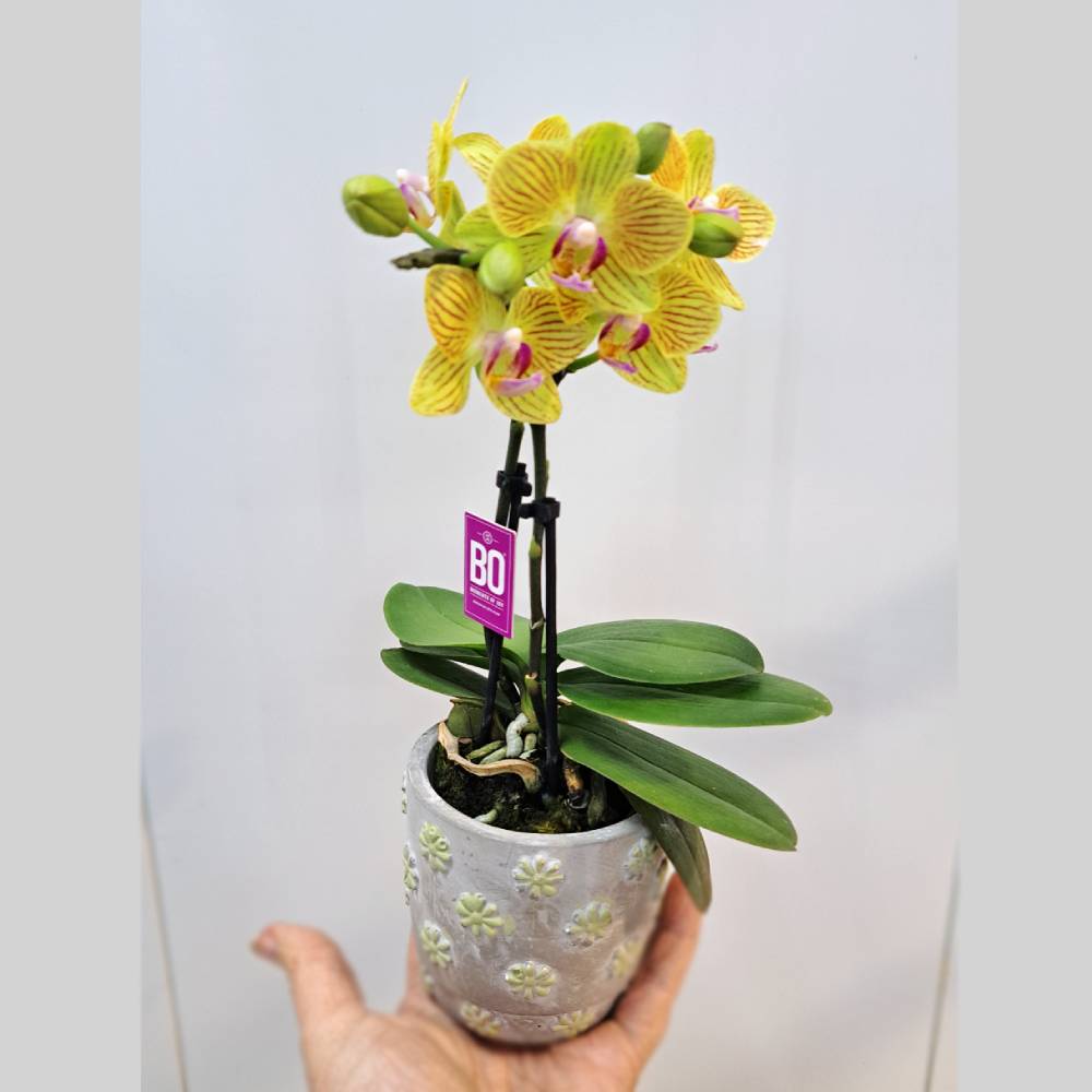Orquídea Phala Mini con maceta - Imagen 6