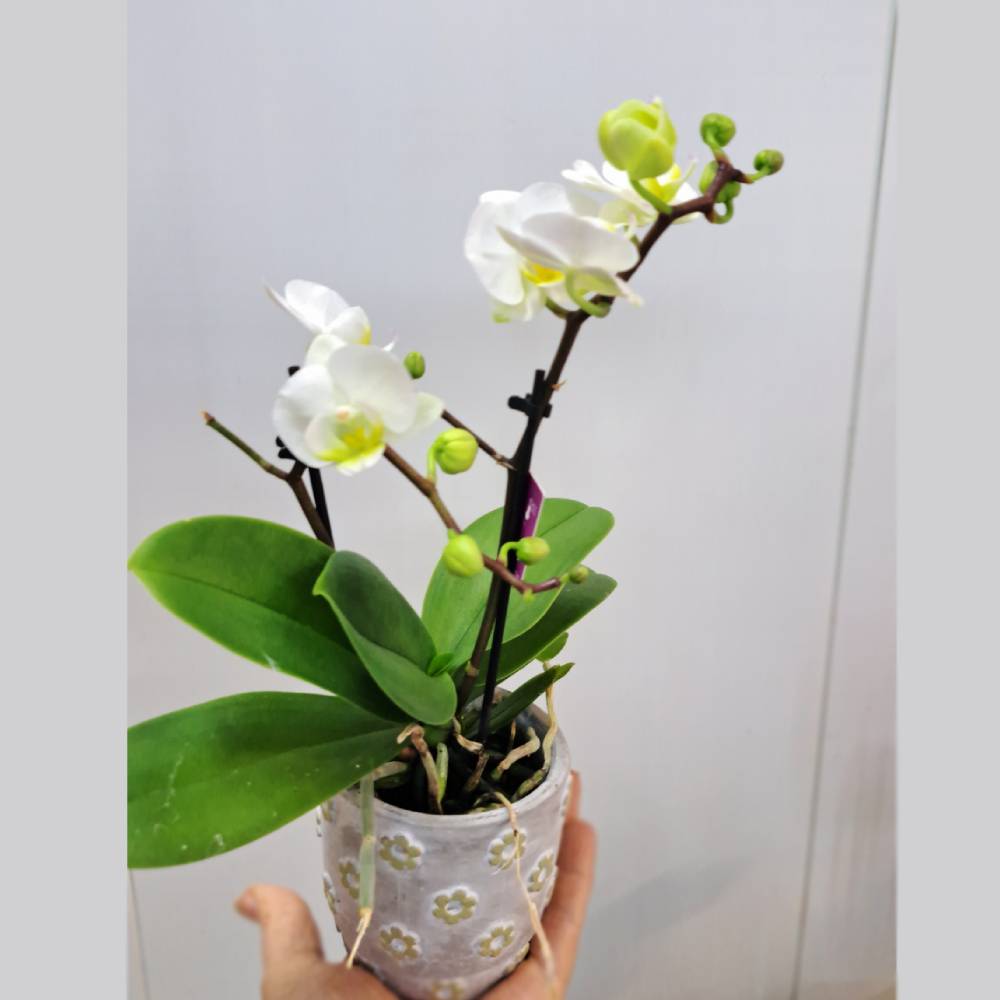Orquídea Phala Mini con maceta - Imagen 7