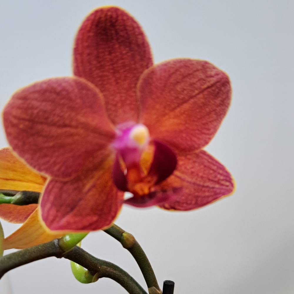 Orquídea Phala Mini con maceta - Imagen 9