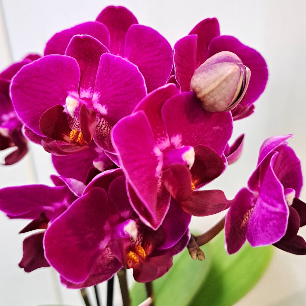 Orquídea Phala Mini con maceta - Imagen 8