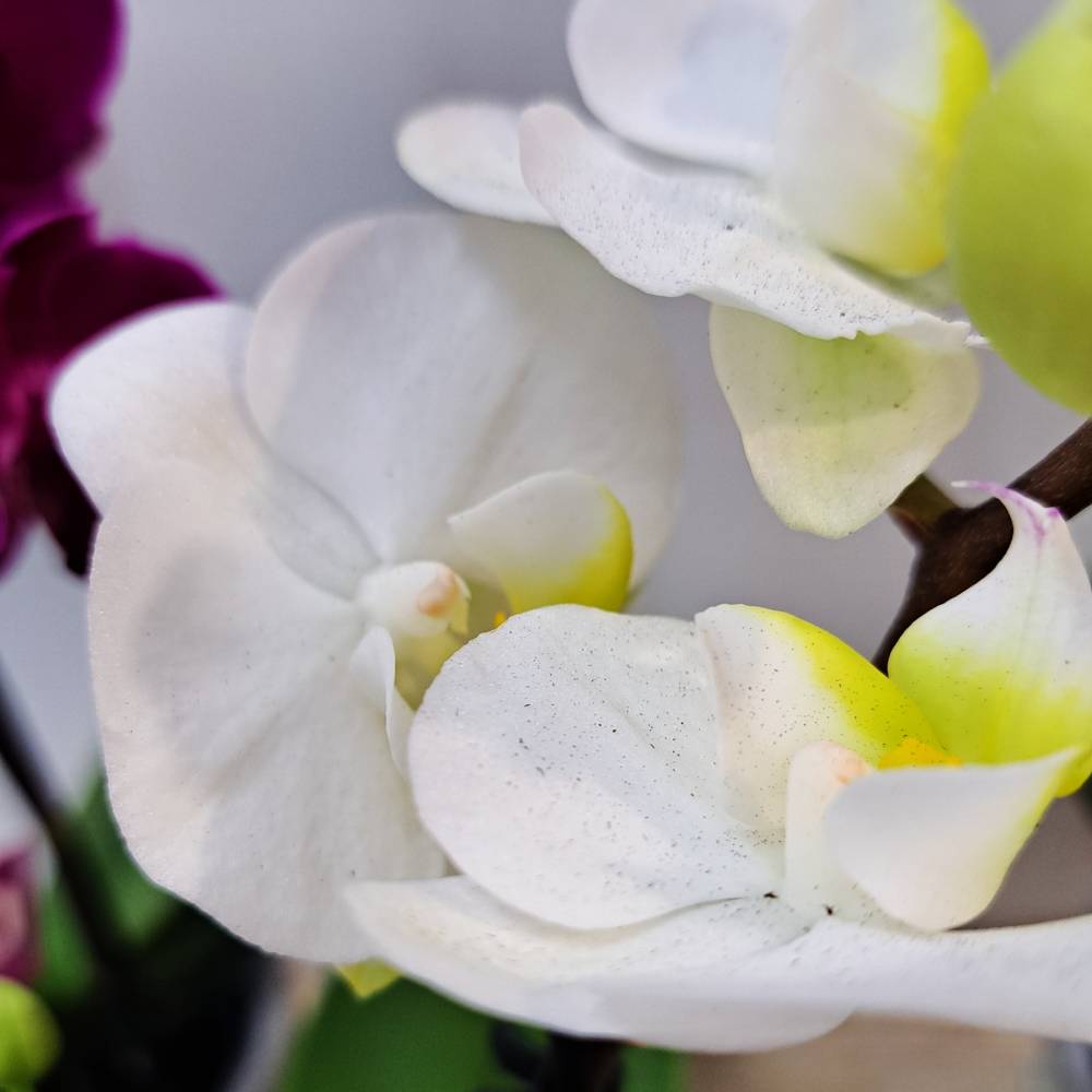 Orquídea Phala Mini con maceta - Imagen 12