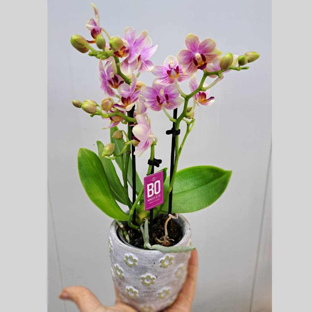Orquídea Phala Mini con maceta - Imagen 5