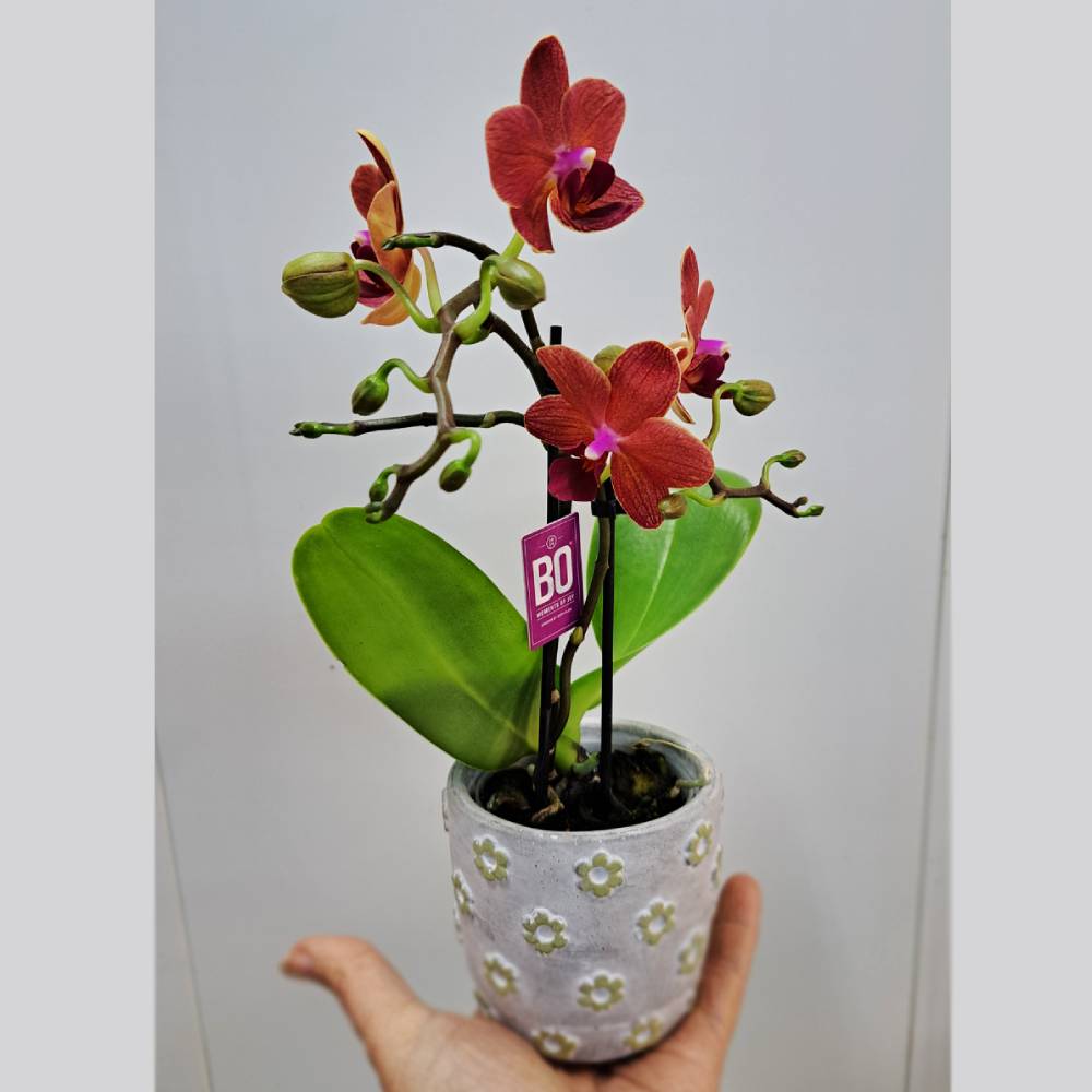 Orquídea Phala Mini con maceta - Imagen 4