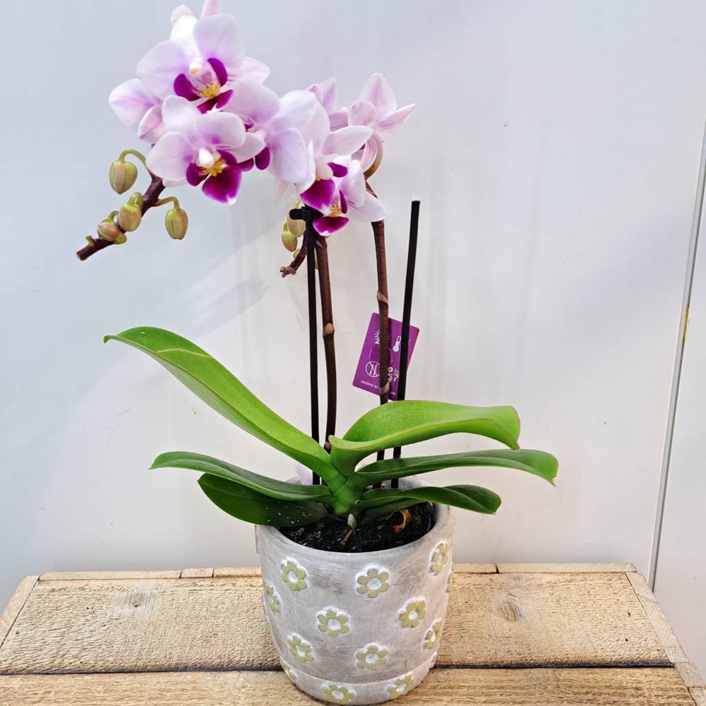 Orquídea Phala Mini con maceta - Imagen 3