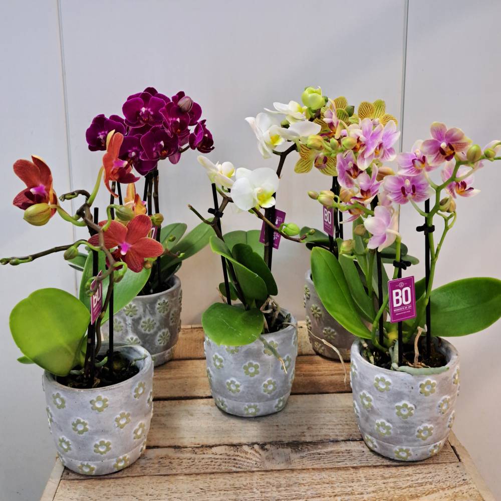 Orquídea Phala Mini con maceta