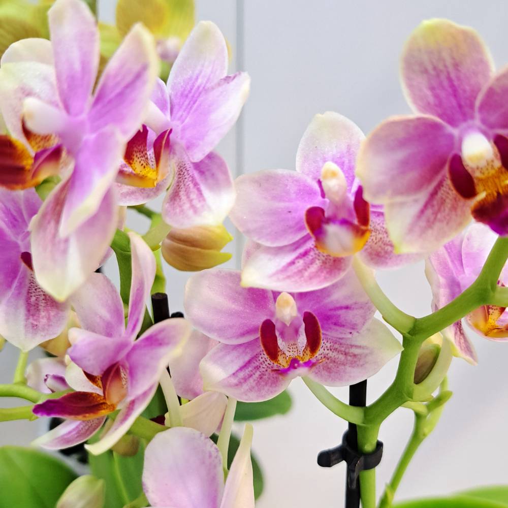 Orquídea Phala Mini con maceta - Imagen 11