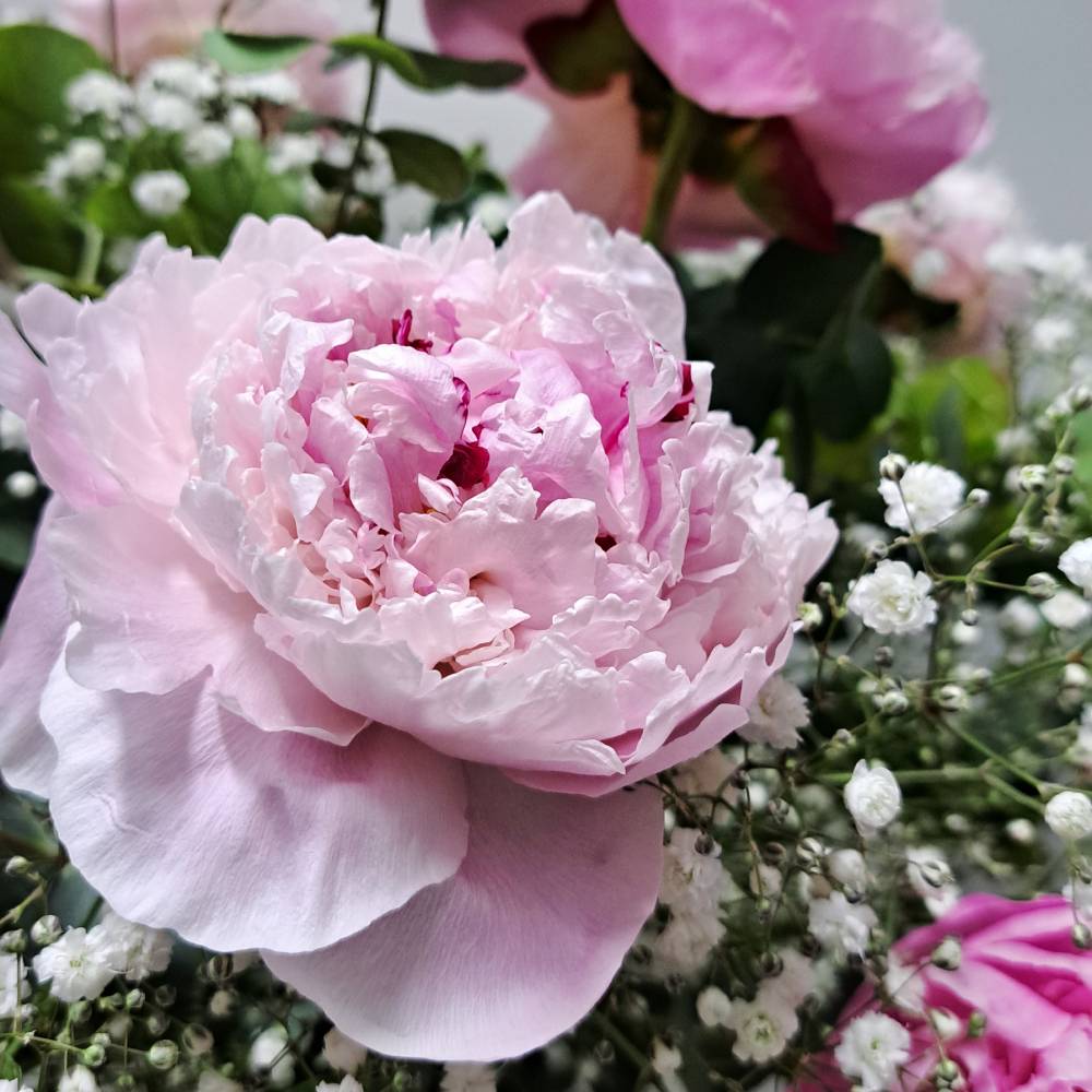 Ramo Sara - Imagen 4