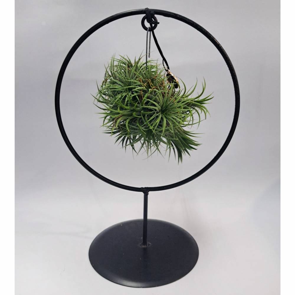 Tillandsia con Soporte metálico
